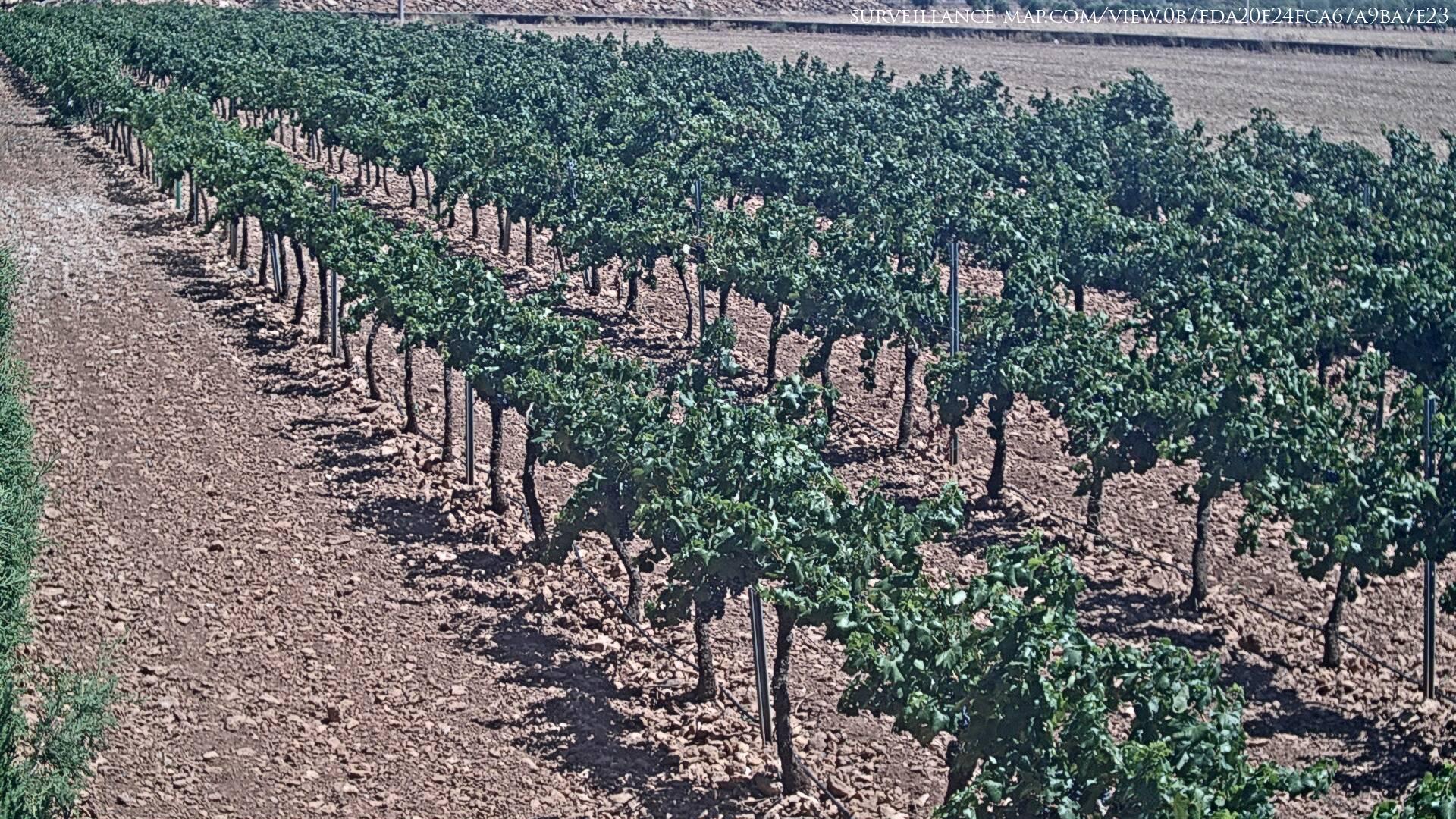 Tomelloso · Castille-La Mancha · Spain